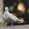 Collared Bird Plumage Dove Nature  - Alexas_Fotos / Pixabay