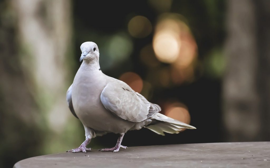 Collared Bird Plumage Dove Nature  - Alexas_Fotos / Pixabay