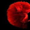 Color Pop Fish Tail Red Red Fish  - colbicrook5 / Pixabay