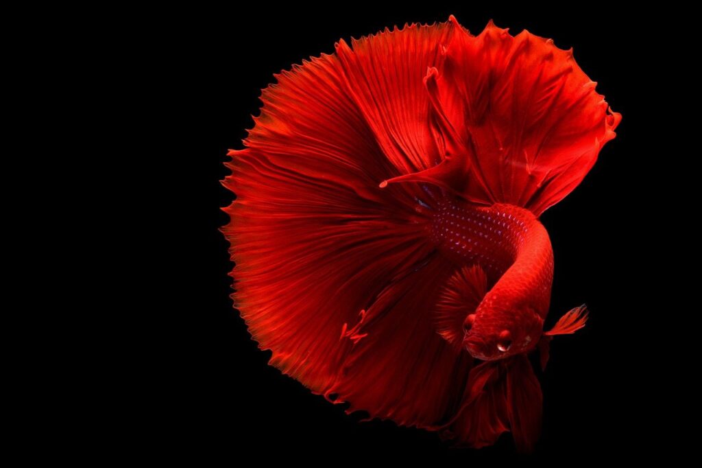 Color Pop Fish Tail Red Red Fish  - colbicrook5 / Pixabay