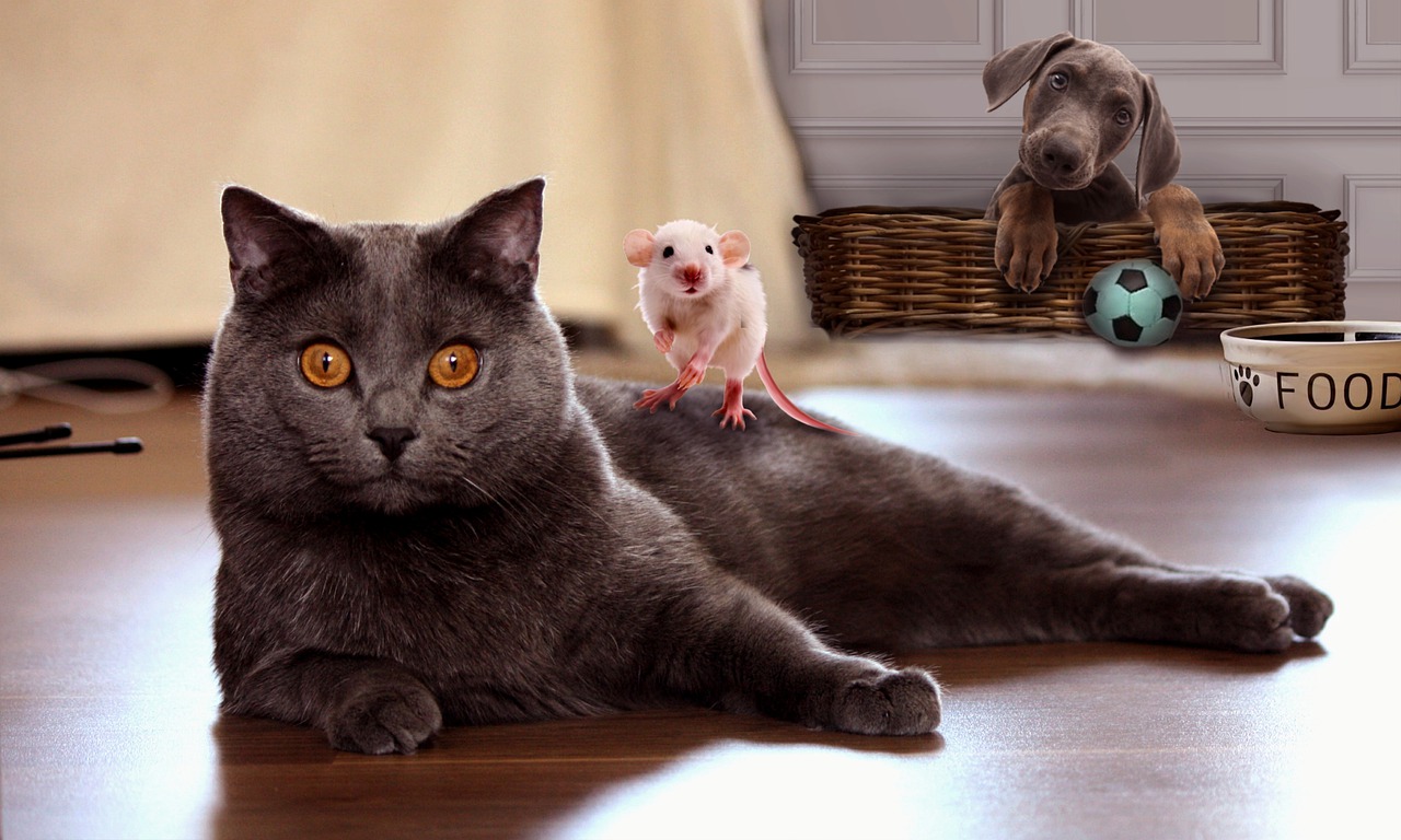 Comedy Animals Pets Dog Cat Mouse  - ParallelVision / Pixabay