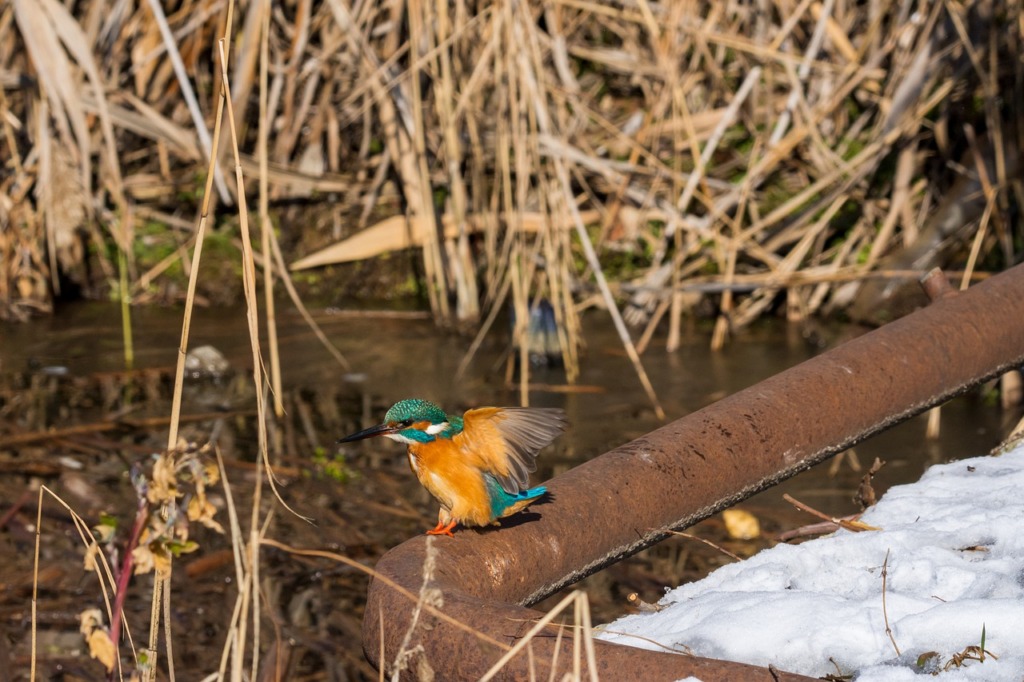 Common Kingfisher Lake Bird Avian  - Dreamy_Photos / Pixabay