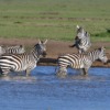 Common Zebra Zebra Animals  - xiSerge / Pixabay
