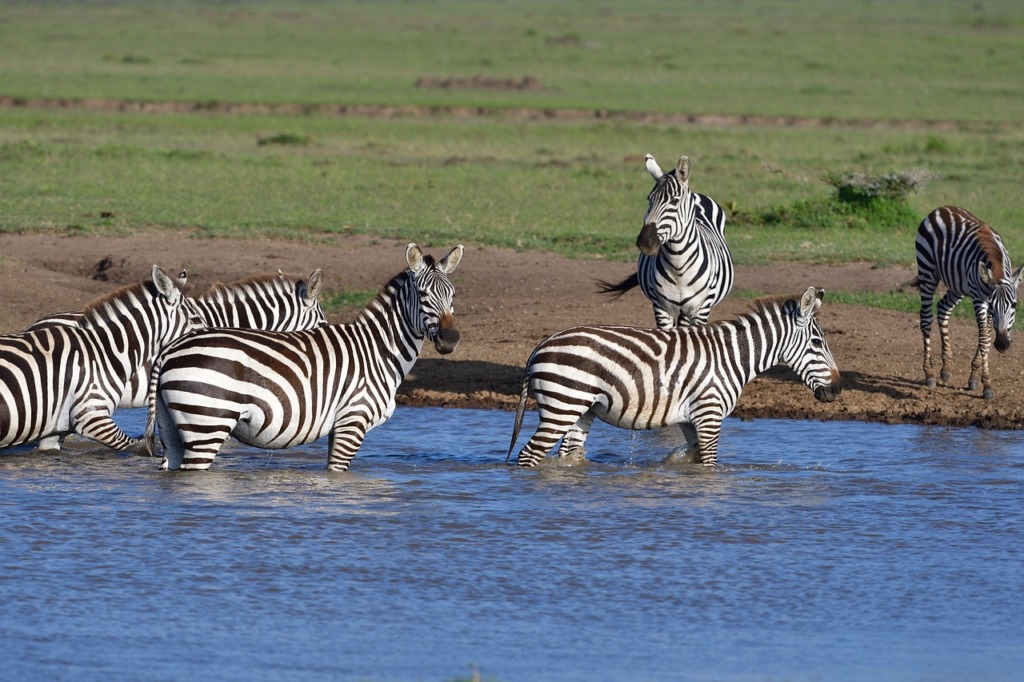 Common Zebra Zebra Animals  - xiSerge / Pixabay