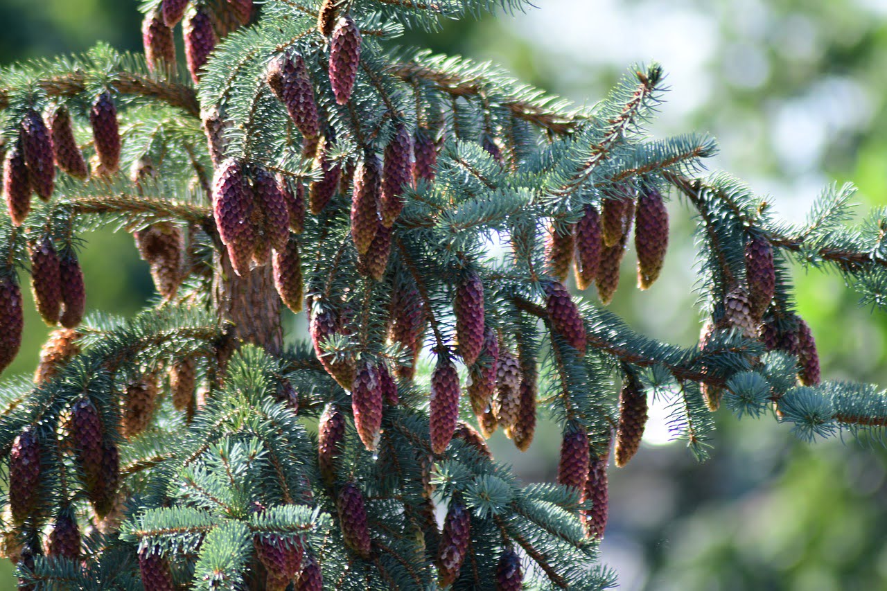 Cones Tree Christmas Tree Pine Cone  - PiotrZakrzewski / Pixabay
