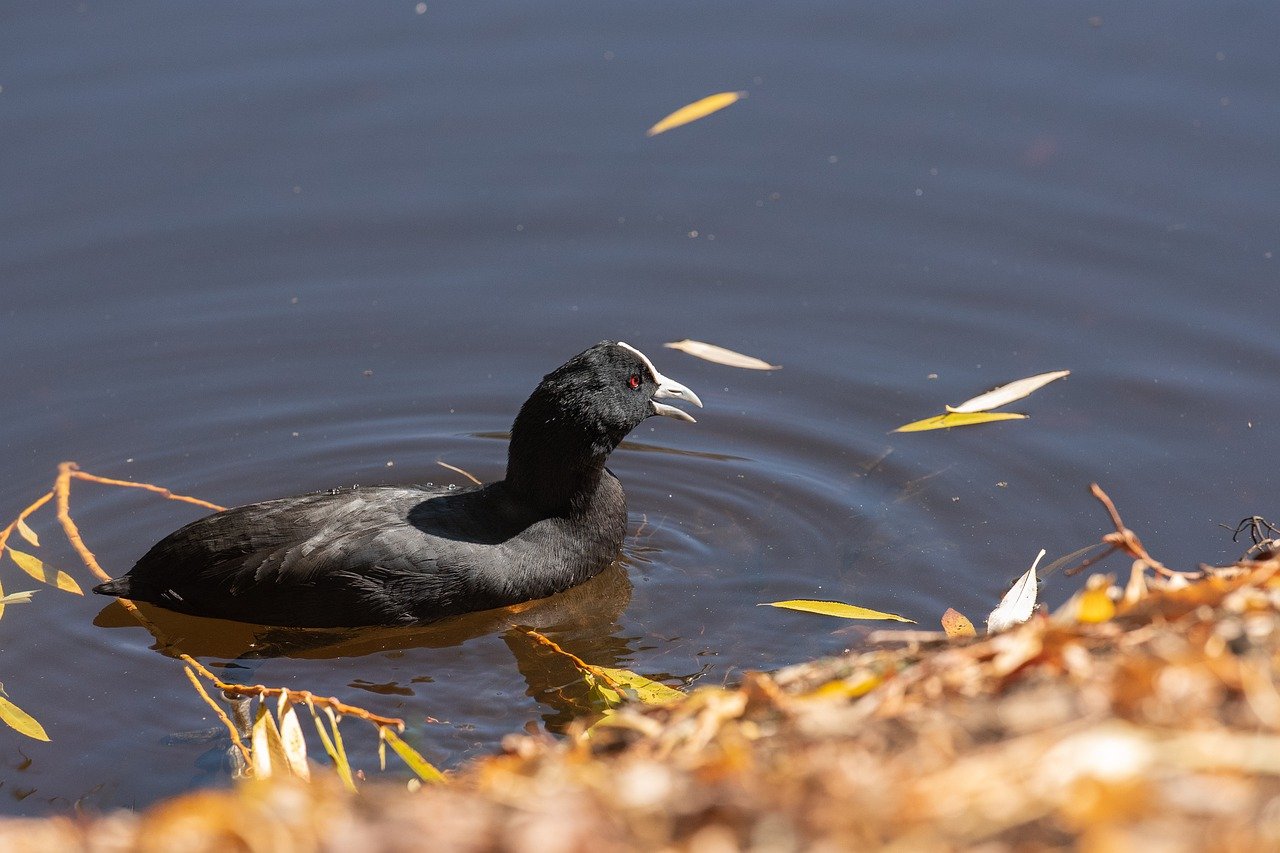 Coot Bird Lake Australasian Coot  - pen_ash / Pixabay