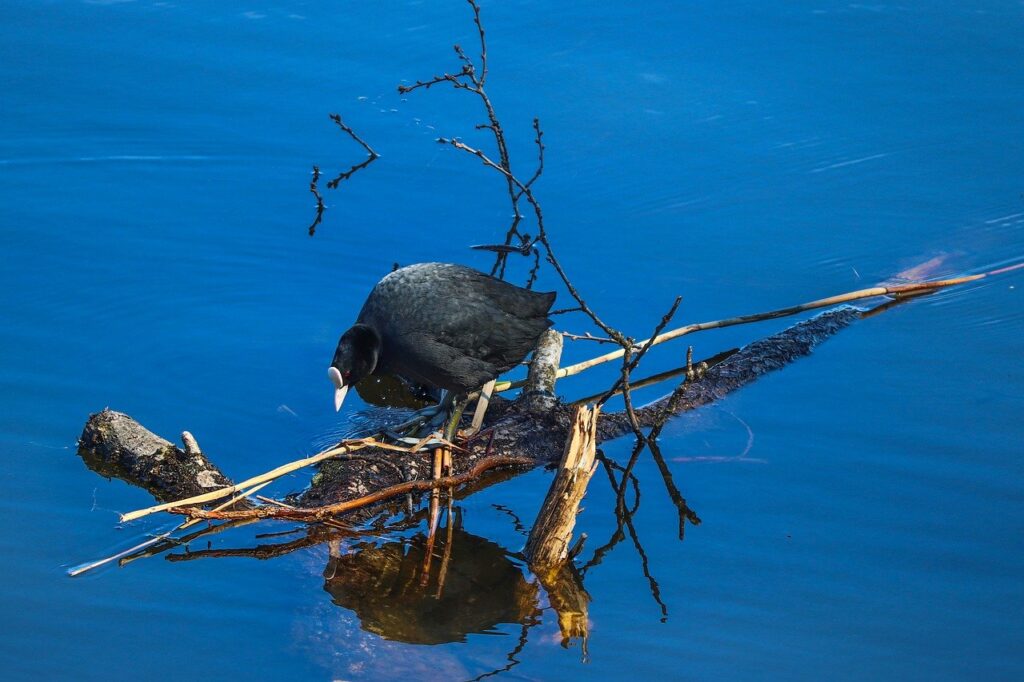 Coot Bird Lake Wood Fulica Atra  - manfredrichter / Pixabay