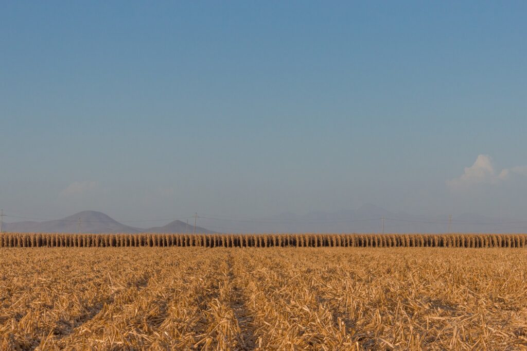 Cornfield Crop Farm Field Corn  - angelmc / Pixabay