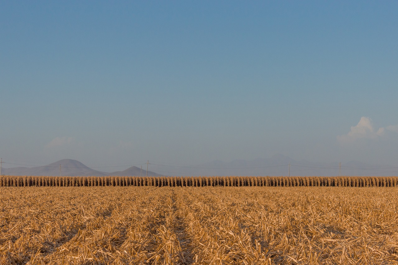 Cornfield Crop Farm Field Corn  - angelmc / Pixabay