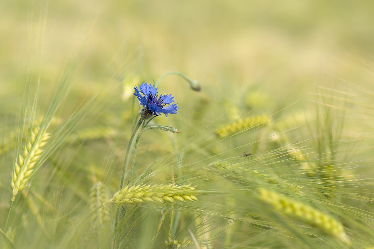 Cornflower Wild Plant Grain Field - Peggychoucair / Pixabay