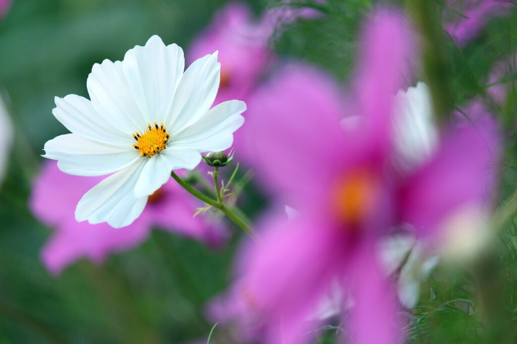 Cosmea Flower White Flower  - KRiemer / Pixabay
