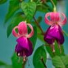 Costa Rica Plant Flower Flowering  - mfuente / Pixabay