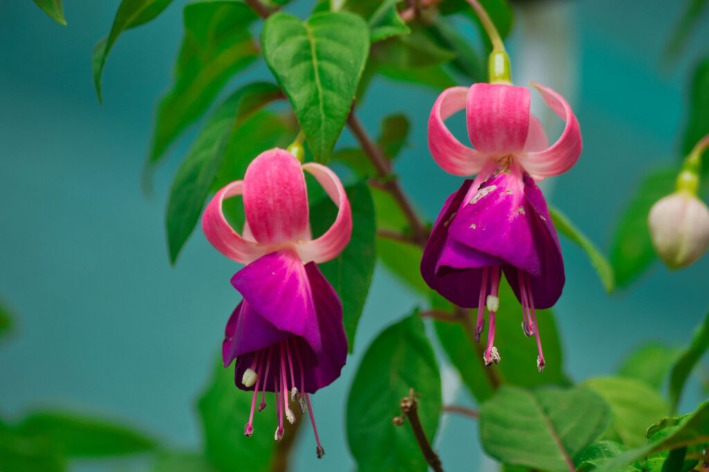 Costa Rica Plant Flower Flowering  - mfuente / Pixabay