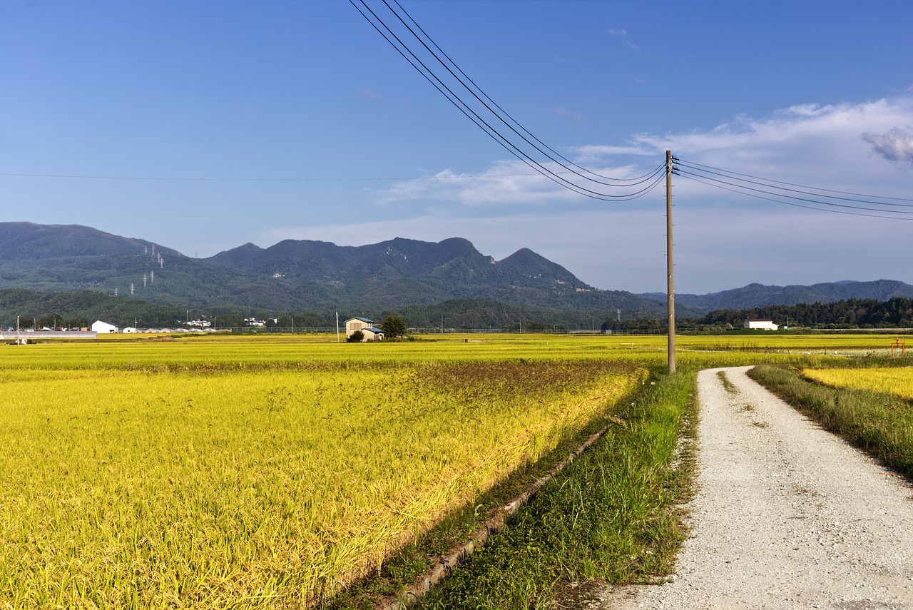 Countryside Rice Fields Dirt Road - dep377 / Pixabay