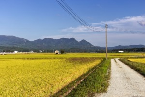 Countryside Rice Fields Dirt Road  - dep377 / Pixabay