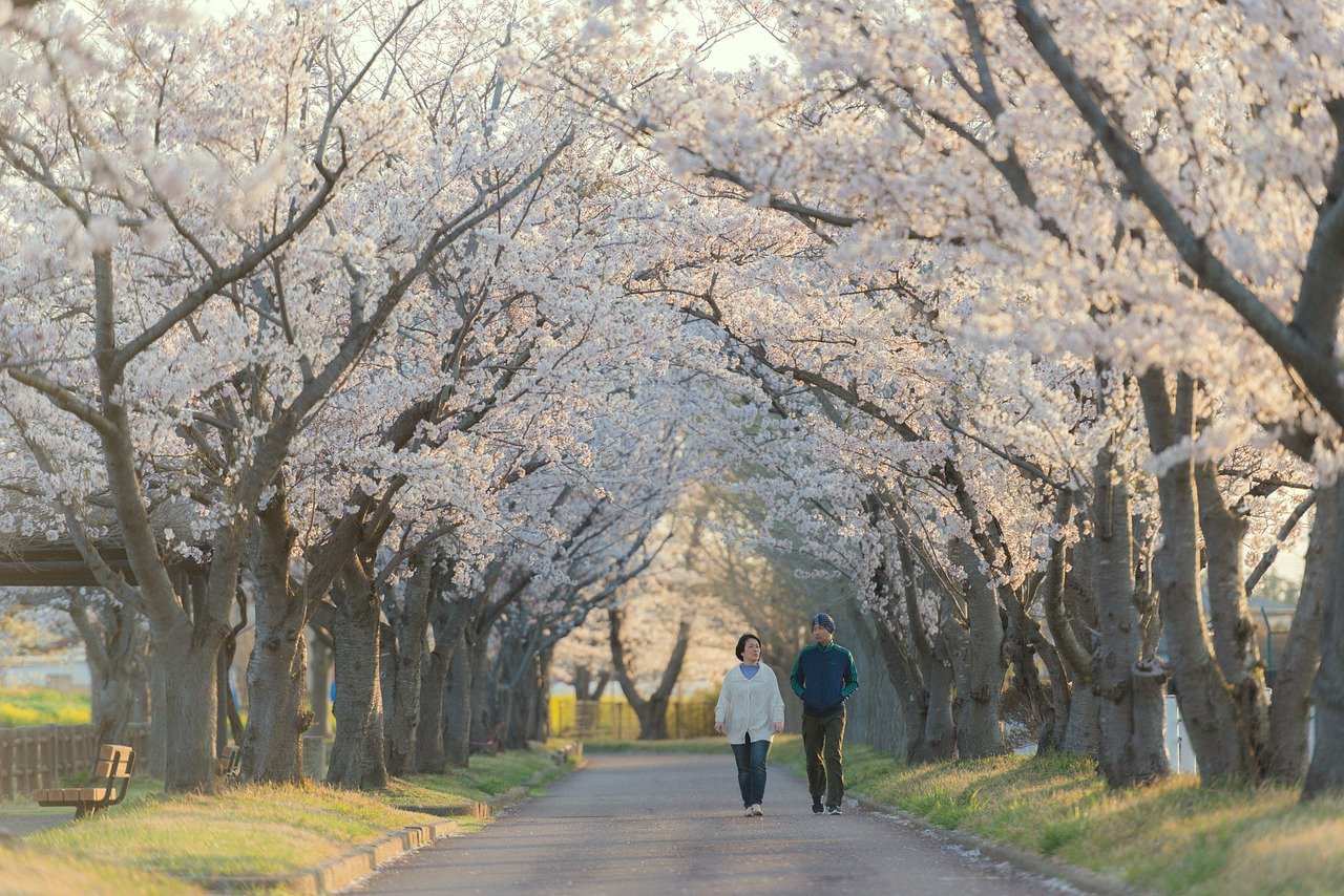 Couple Walking Sakura Trees Lane - morn_japan / Pixabay