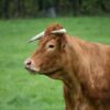 Cow Bull Beef Cattle Livestock  - dendoktoor / Pixabay