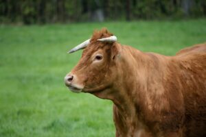 Cow Bull Beef Cattle Livestock  - dendoktoor / Pixabay