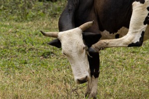 Cow Cattle Farm Mammal Animal  - rodrigokrz / Pixabay