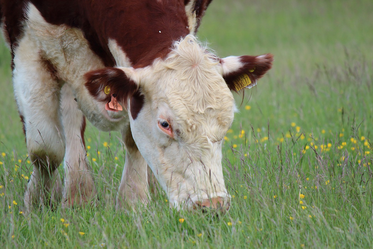 Cow Grazing Grass Pasture Animal  - Level_Up_Filming / Pixabay