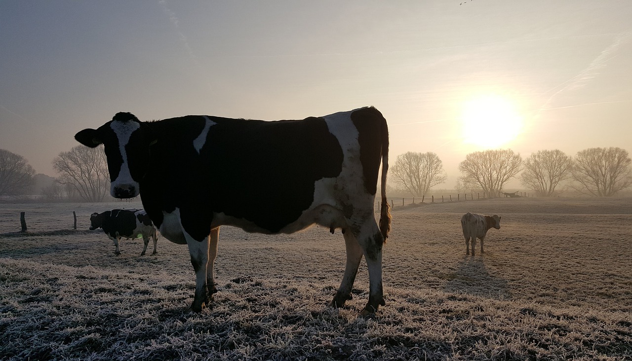 Cows Animal Mammal Livestock - martintenhuf / Pixabay