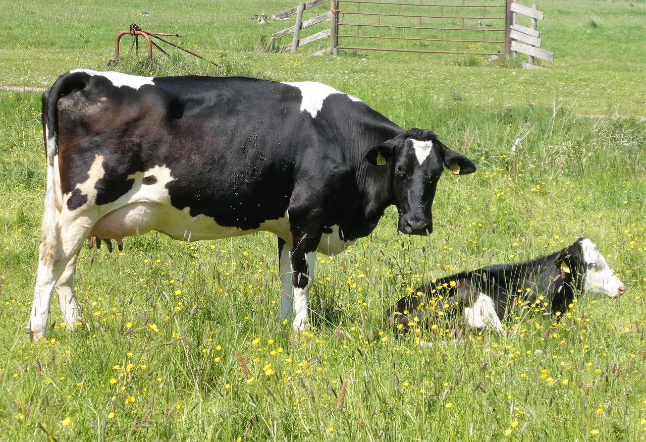 Cows Calf Cattle Meadow Paddock - Elsemargriet / Pixabay