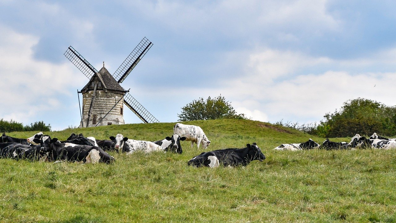 Cows Cattle Mill Windmill  - christels / Pixabay