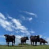 Cows Japan Ranch Kumamoto Farm  - DeltaWorks / Pixabay