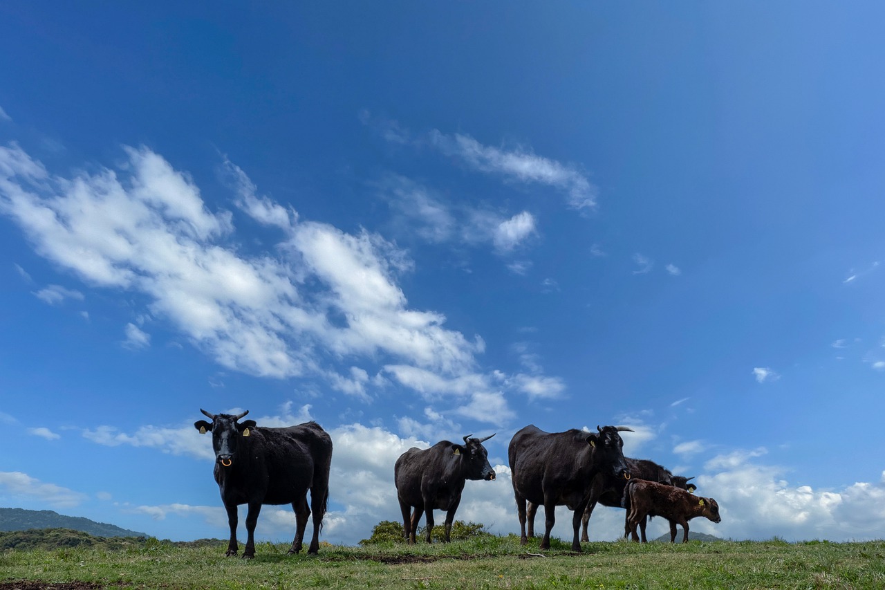 Cows Japan Ranch Kumamoto Farm  - DeltaWorks / Pixabay