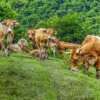 Cows Pasture Livestock Species  - Jobove / Pixabay
