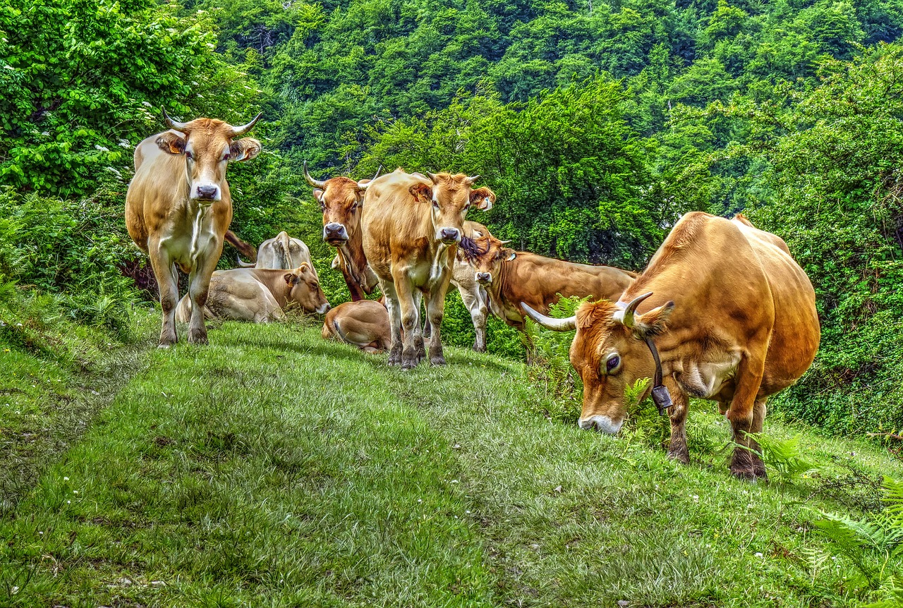 Cows Pasture Livestock Species  - Jobove / Pixabay