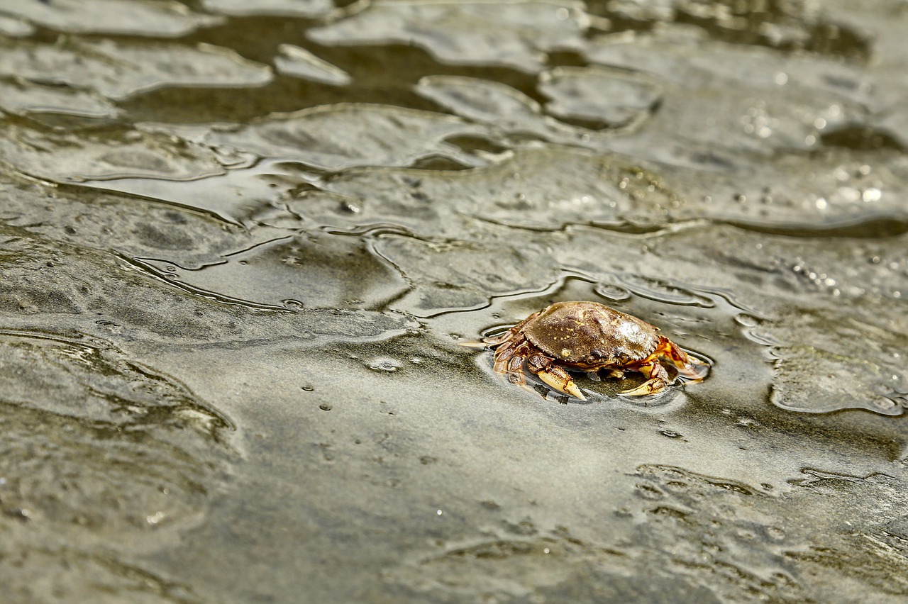 Crab Beach Seashore Crustacean Mud  - lorilorilo / Pixabay
