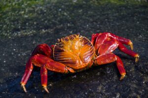 Crab Crustacean Animal  - jabeebe46 / Pixabay