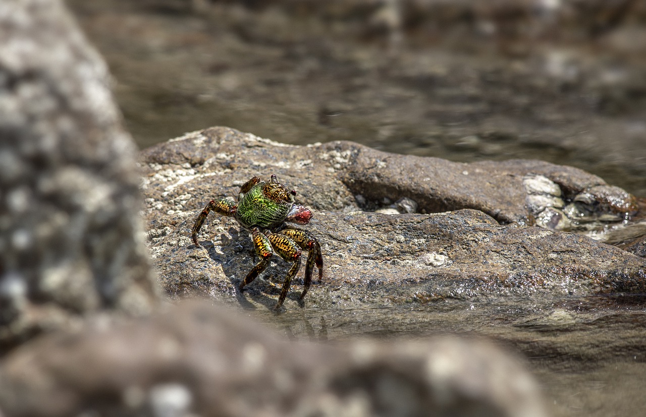 Crab Crustacean Sea Marine Animal - Erik_Karits / Pixabay