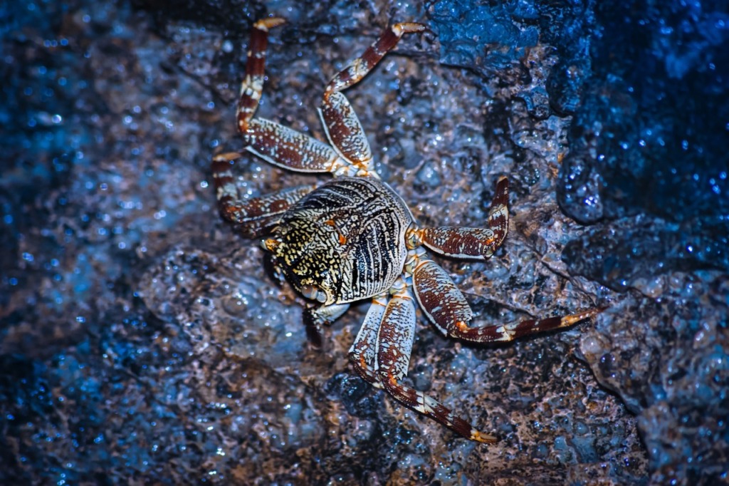 Crab Sea Shellfish Animal Species  - adamtepl / Pixabay