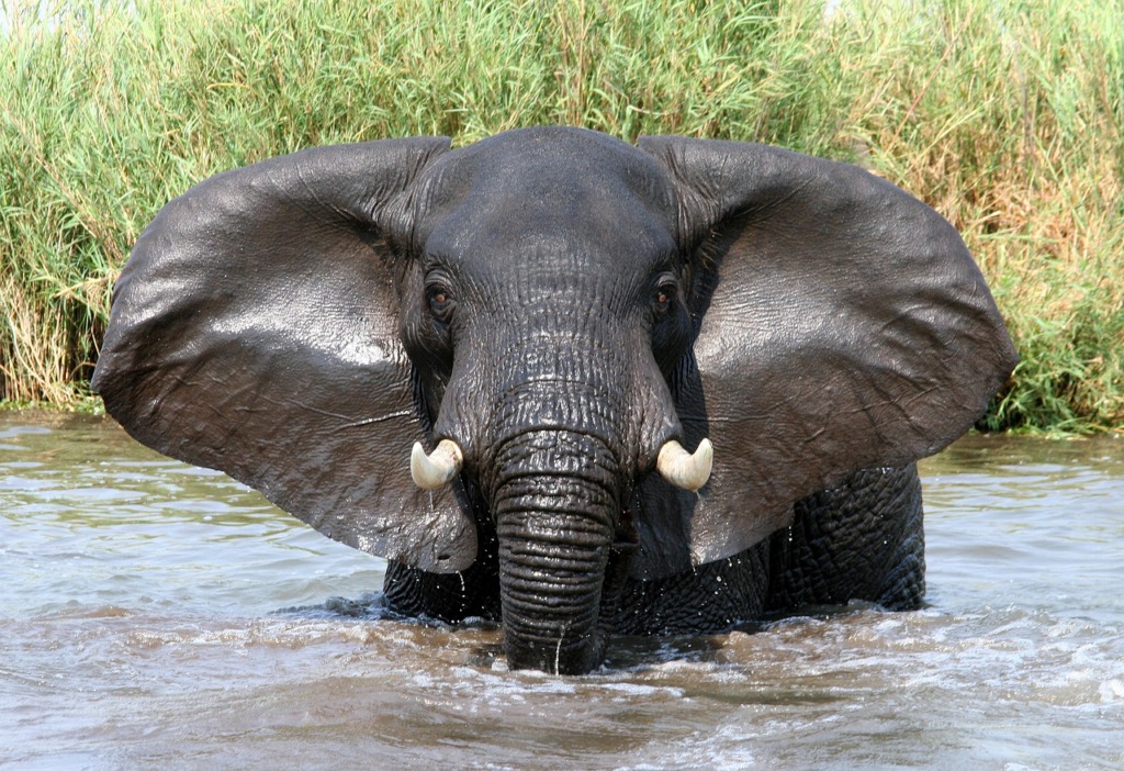 Craig Manners Elephant Animal  - CraigManners / Pixabay