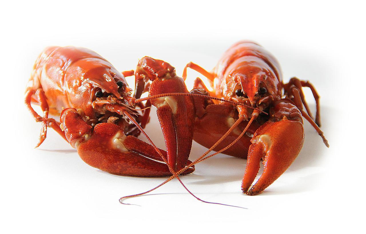 crawfish sweden crayfish party red 423251