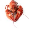 crayfish crayfish party red seafood 423250