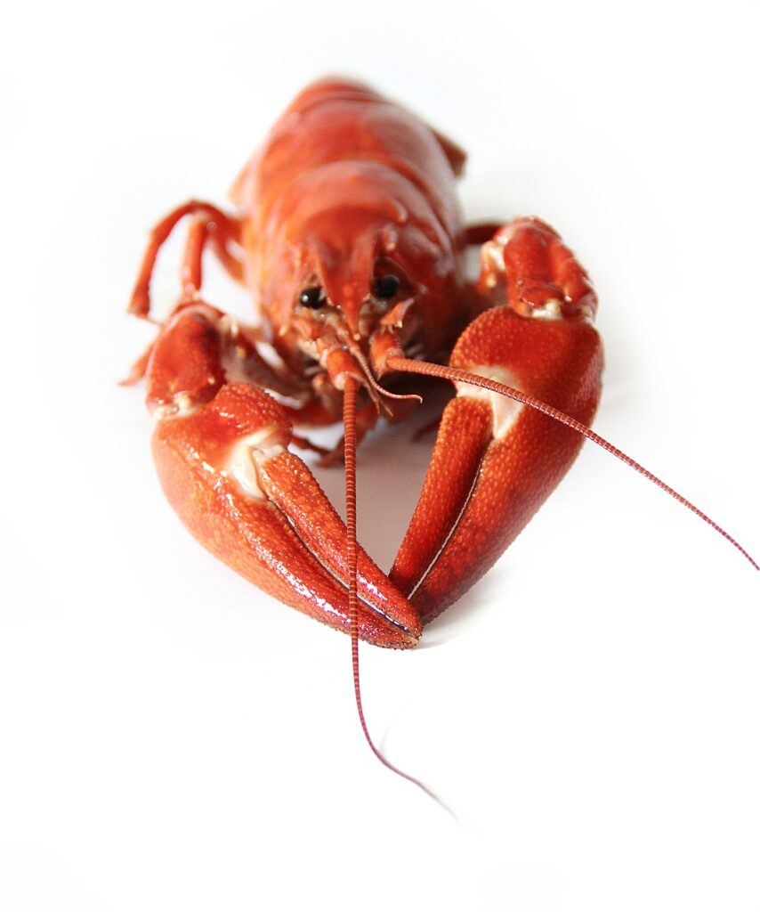 crayfish crayfish party red seafood 423250