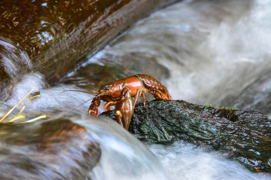 Crayfish Crustacean Stream Crawfish  - Gingerbreadmedia / Pixabay