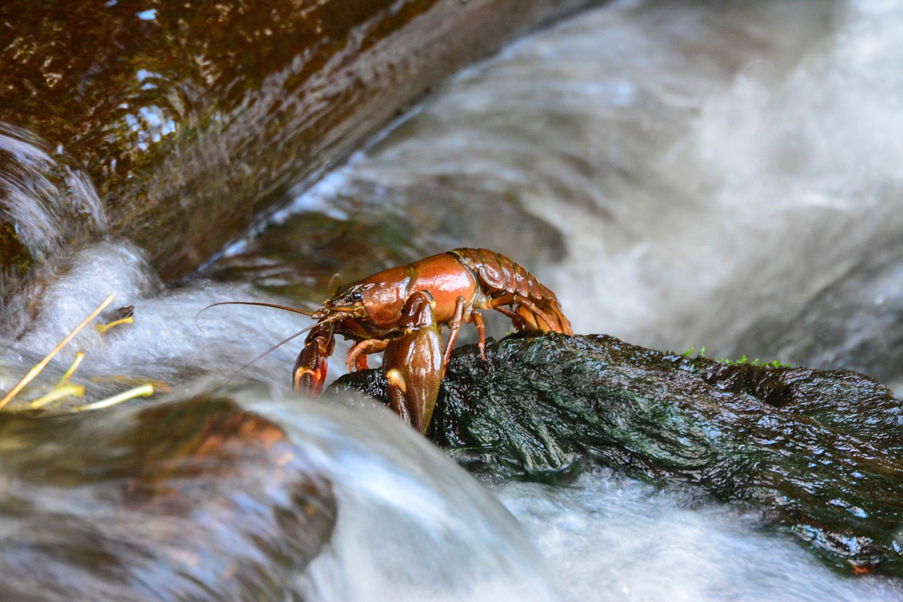 Crayfish Crustacean Stream Crawfish  - Gingerbreadmedia / Pixabay