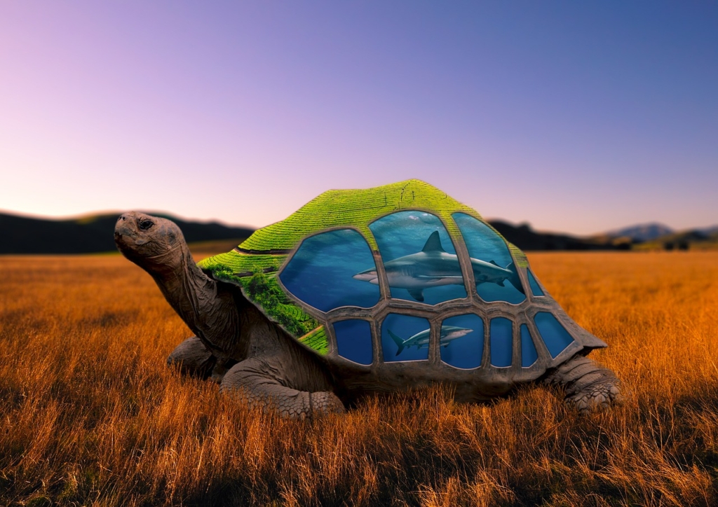 Creative Editing Turtles Mountains  - Naveen32 / Pixabay