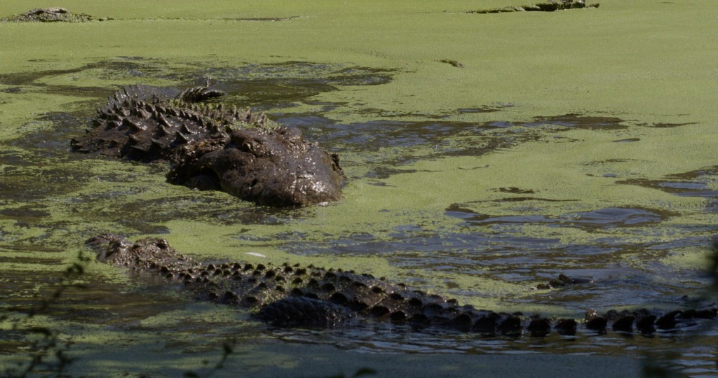 Crocodile Reptile Nile Crocodile  - LionMountain / Pixabay
