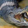 Crocodile Reptile Teeth Thailand  - rcannon992 / Pixabay