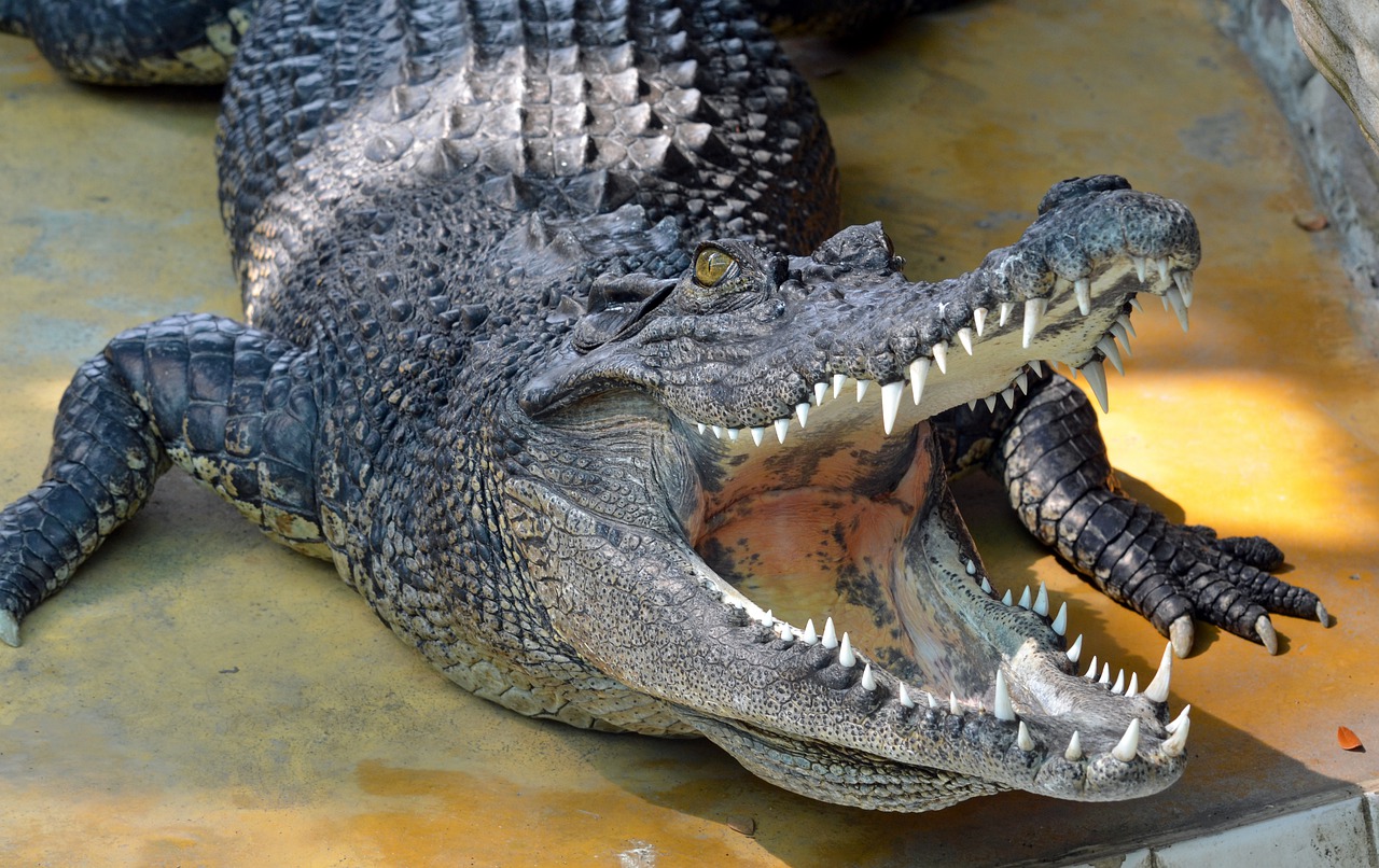 Crocodile Reptile Teeth Thailand  - rcannon992 / Pixabay
