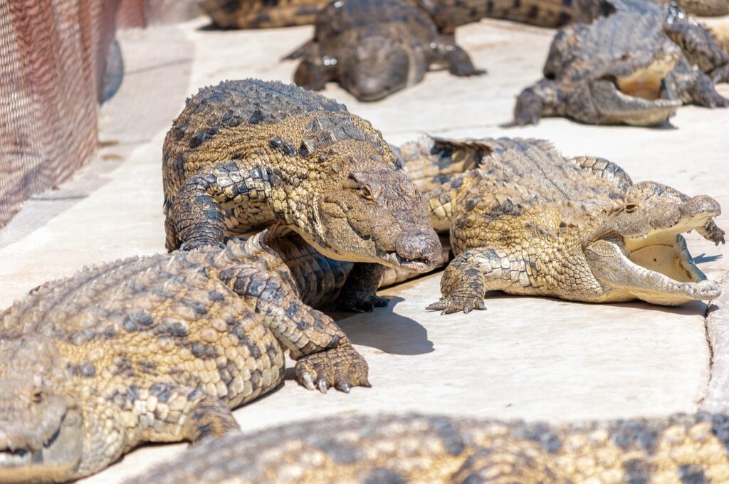 Crocodiles Alligators Animals  - Stewardesign / Pixabay