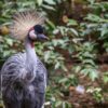 Crowned Crane Bird Zoo Crane  - pxel_photographer / Pixabay