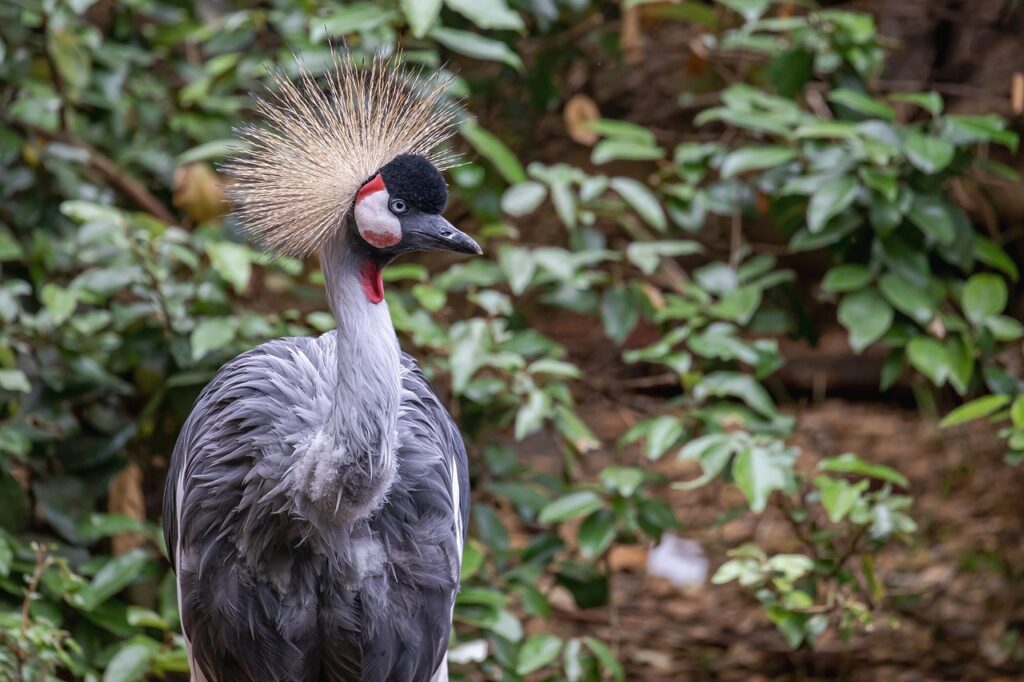 Crowned Crane Bird Zoo Crane  - pxel_photographer / Pixabay