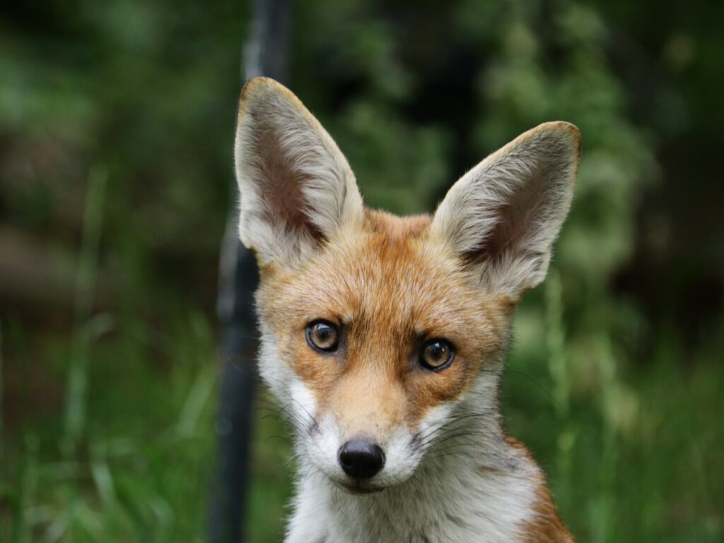 Cub Fox Mammal Fur Ears Trees  - Vizetelly / Pixabay