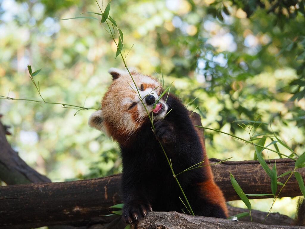 Cute Panda Teddy Bear Red Panda  - lartdesignekszer / Pixabay